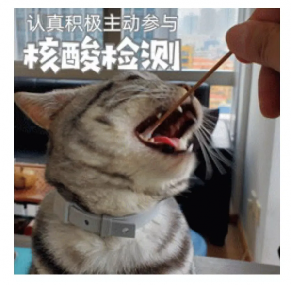 核酸檢測的棉籤為什麼不用新疆棉？