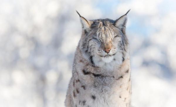 猞猁在森林裡究竟有多恐怖？就算是狼見了，都要叫“大哥”