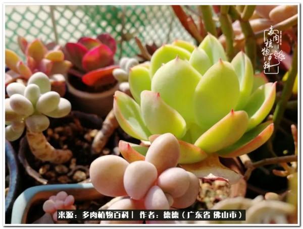 廣東的多肉陽臺:生命不息,折騰不止 廣東的多肉陽臺:生命不息,折騰不止