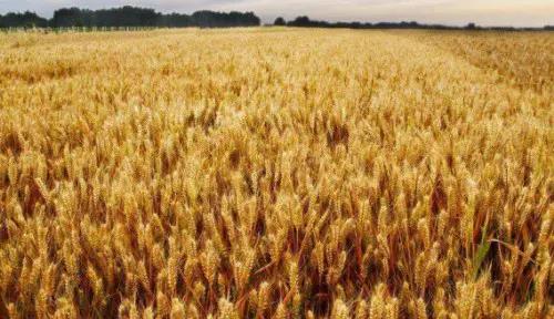 俄需要兩棲通用登陸艦嗎?俄專家:用糧食從埃及換來“西北風” 俄需要兩棲通用登陸艦嗎?俄專家:用糧食從埃及換來“西北風”