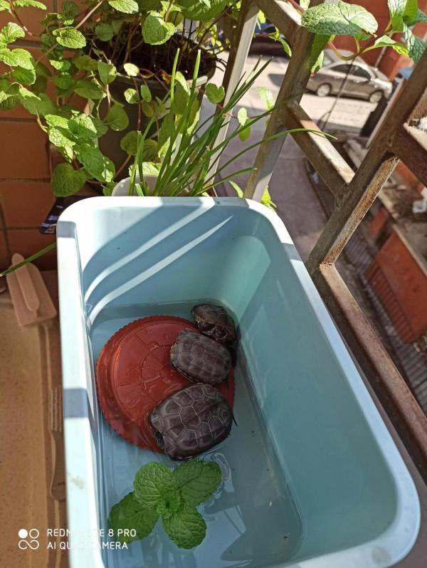 暖陽下曬烏龜
