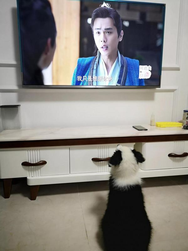 我家有一隻愛看電視的狗
