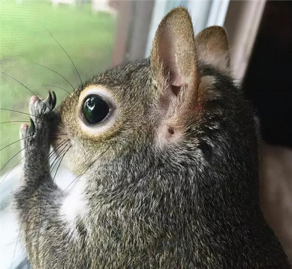 小松鼠說找到新窩啦 小松鼠說找到新窩啦