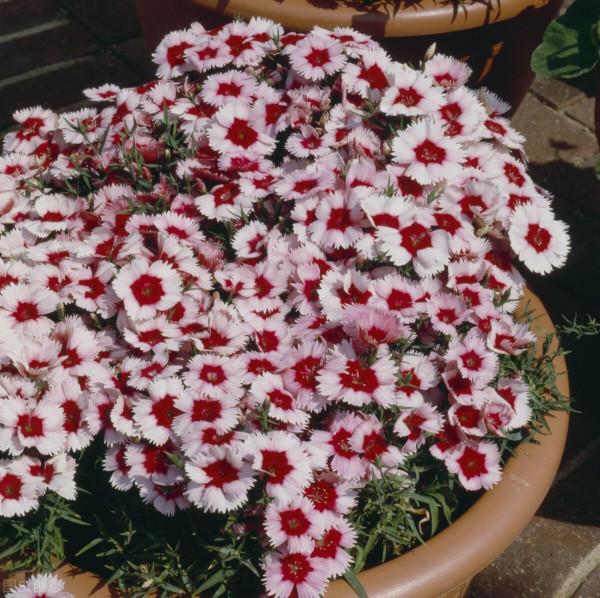 陽臺養這些花，開花多，花期長，一年都有鮮花賞