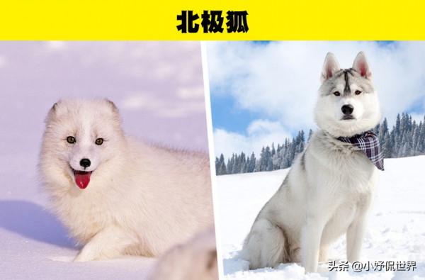 動物冷知識：看似無害和可愛，但會給人類帶來傷害的8種動物