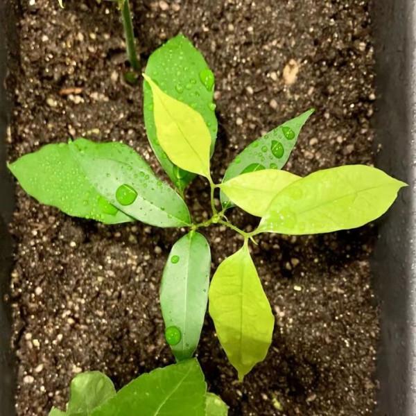 這5種水果核吃完別扔，挖個坑埋點土，1個月0成本變漂亮盆栽