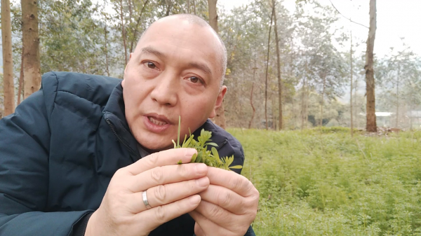 農村的&OpenCurlyDoubleQuote;鋸鋸滕&rdquo;有啥用？把它搗爛，跌打損傷有幫助