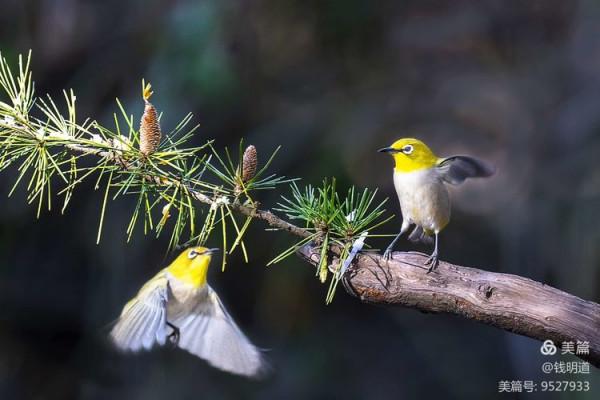 萌萌可愛小精靈——繡眼鳥