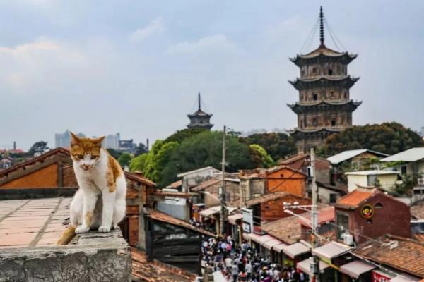 比廈門古早、比福州安靜,這個低調內斂的世界遺產地,你去過嗎? 比廈門古早、比福州安靜,這個低調內斂的世界遺產地,你去過嗎?