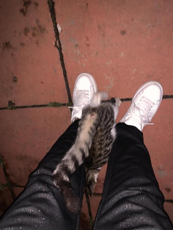 第一次看見粘人的流浪貓 第一次看見粘人的流浪貓