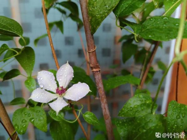 入秋一盆水，休眠的花“醒了”，猛長大花苞