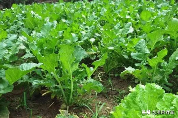 秋冬蘿蔔最佳播種期是啥時?如何確定 秋冬蘿蔔最佳播種期是啥時?如何確定