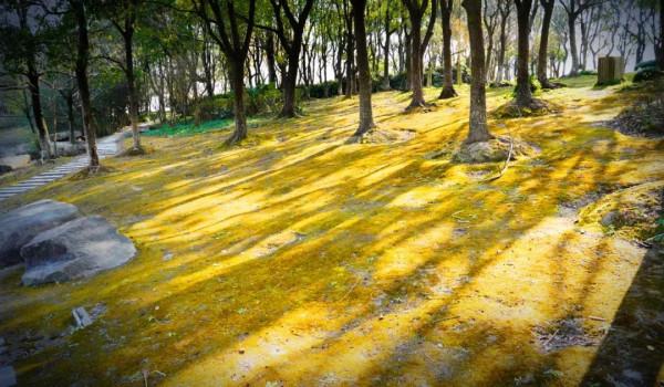 遠眺江岸、近賞湖畔，有“杉”有水的浦江第一灣，讓人驚豔
