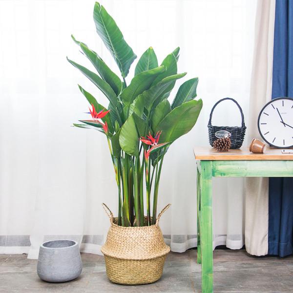 客廳想養“大盆栽”,建議從這10種裡面選,格調高寓意好,還養人 客廳想養“大盆栽”,建議從這10種裡面選,格調高寓意好,還養人