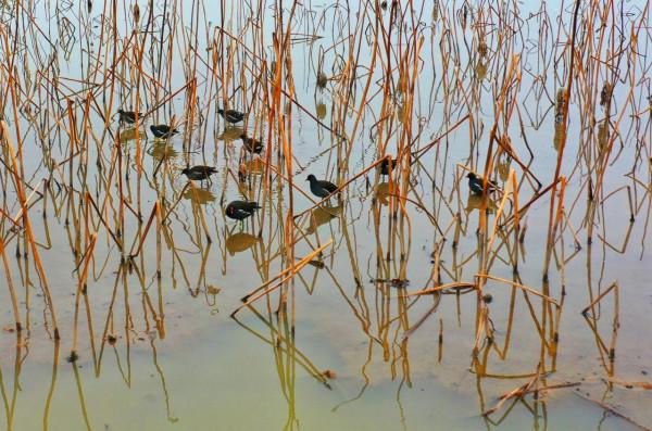 江西泰和：冬日溼地候鳥覓食