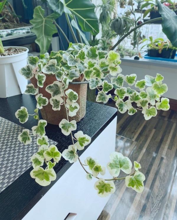 100種觀葉綠植,50種大型的,50種小型的,家裡沒有陽光也能養 100種觀葉綠植,50種大型的,50種小型的,家裡沒有陽光也能養