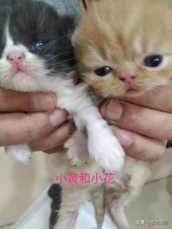 鄰居家加菲貓生了,但貓爸爸失蹤了 鄰居家加菲貓生了,但貓爸爸失蹤了