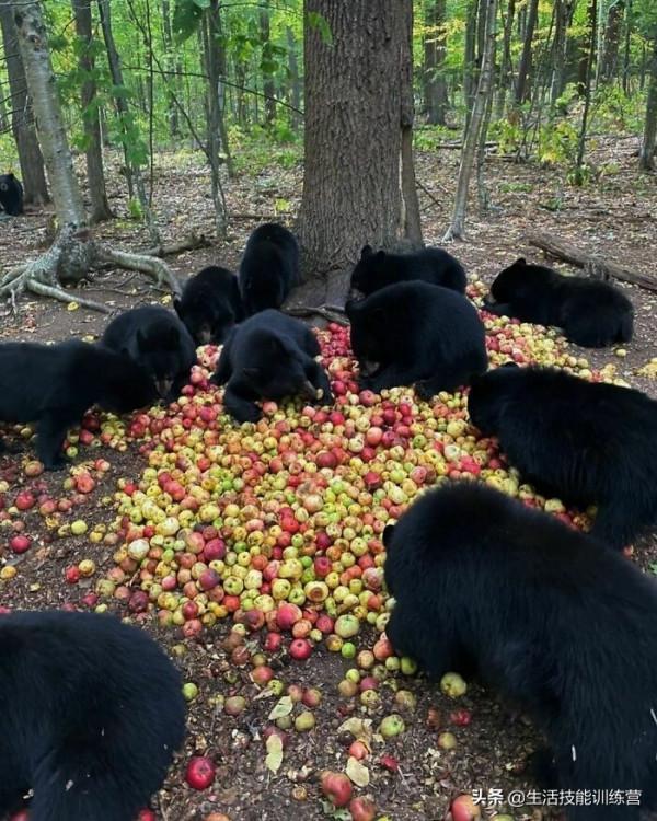 超治癒，50張可愛的寵物抓拍照片
