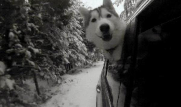 心理學：你開車的樣子，暴露了你的情商和層次