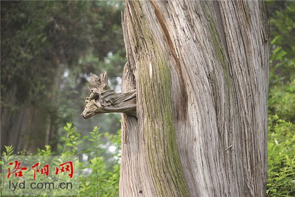 漢光武帝陵的古柏“驚鹿探頭” 漢光武帝陵的古柏“驚鹿探頭”