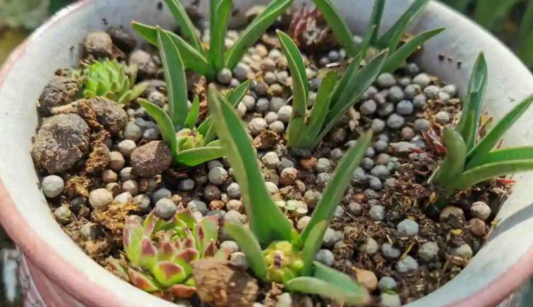 嫌棄養花難，不如就種鬱金香，沾土就活，花開時放屋裡可當薰香