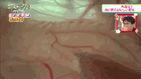 把受過精的烏龜蛋打進保鮮膜內,60天后奇蹟出現了 把受過精的烏龜蛋打進保鮮膜內,60天后奇蹟出現了