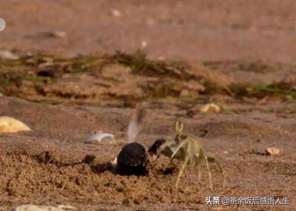 一千隻只小海龜只有一隻活到成年