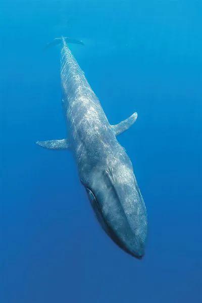 藍鯨地球最大動