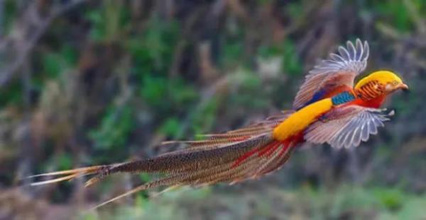 二十種長尾鳥賞析