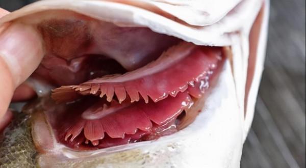 魚去腥,光抽魚腥線是不對的,處理好這4個腥味源,鮮美沒腥味 魚去腥,光抽魚腥線是不對的,處理好這4個腥味源,鮮美沒腥味