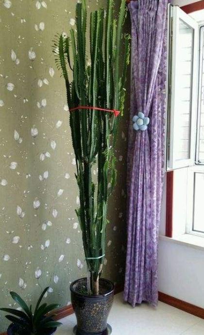 這&OpenCurlyDoubleQuote;3種&rdquo;樹，能長2米高，非常大氣上檔次，養一盆還讓身體健康