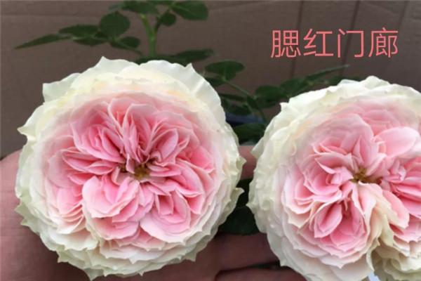 花量巨大的“門廊”系列月季品種