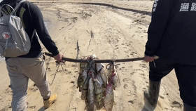 10分鐘釣幾十斤鱖魚、翹嘴魚?江西釣友曬漁獲引熱議 10分鐘釣幾十斤鱖魚、翹嘴魚?江西釣友曬漁獲引熱議