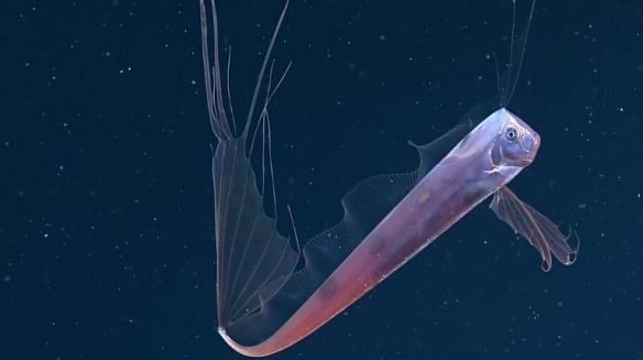 蒙特利灣水族館研究所2021年珍稀深海生物攝影盤點