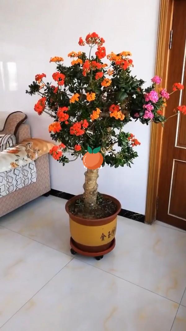 “家裡有棵樹，代代都富有”！室內養樹，建議從這9種裡面選