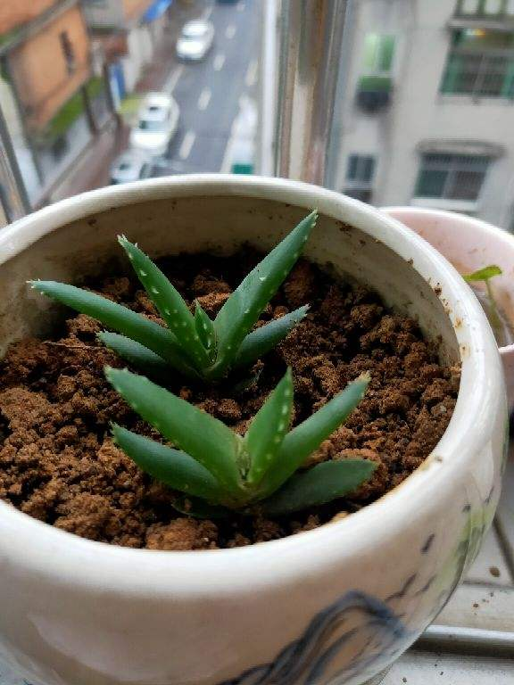 4種植物超怕水，水一多就爛，“放養”才能長得好