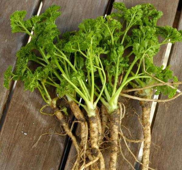 作物想要長的好,根系至關重要,如何讓根系更加發達呢? 作物想要長的好,根系至關重要,如何讓根系更加發達呢?