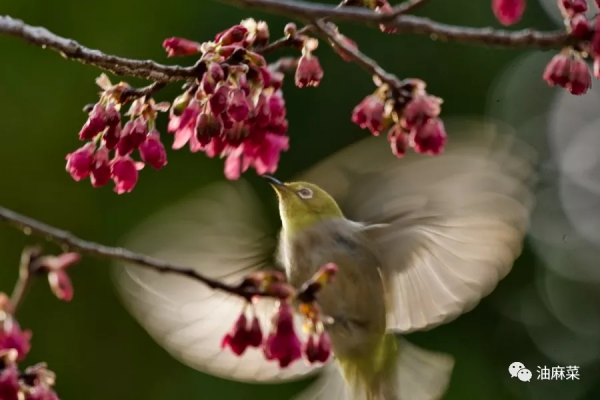 油麻菜:圓月彎刀 油麻菜:圓月彎刀