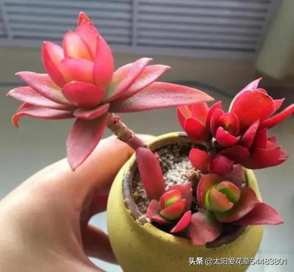 後悔沒早入手的7種普貨多肉，真的是好養容易出狀態，太漂亮了