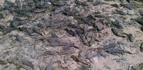 居心不良！天津海關查獲黑寡婦毒蜘蛛，它們究竟是怎樣混入貨物？