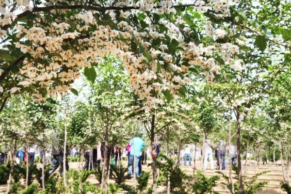 實用分享丨30款大型開花樹種介紹,白似雪、黃似陽、紅似霞,美翻 實用分享丨30款大型開花樹種介紹,白似雪、黃似陽、紅似霞,美翻