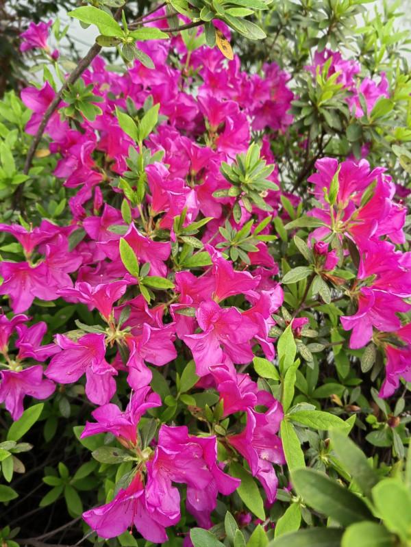 杜鵑花開正豔時