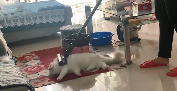 老媽為防止貓咪掉毛，拿出吸塵器對喵一陣猛吸：這下不會掉毛了吧
