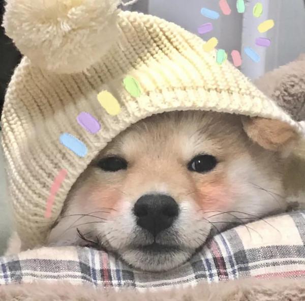 桌布小館：可愛寵物頭像，這樣的狗狗誰不喜歡