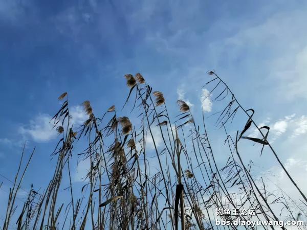 速凍模式，也能瀟灑走一回