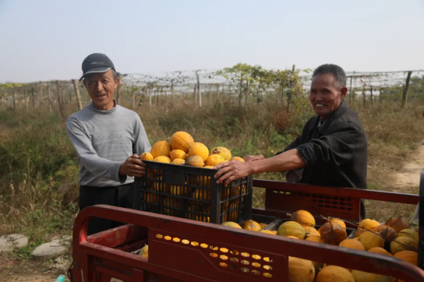 小小瓜蔞 致富大產業 小小瓜蔞 致富大產業