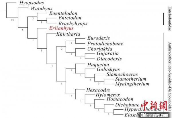 中國科學家新發現約4500萬年前原始偶蹄類“二連豨”化石 中國科學家新發現約4500萬年前原始偶蹄類“二連豨”化石