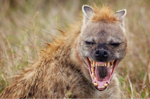 山西鉤吾山出現的狍鴞,身子像羊,一張大嘴巴,學者推測是巨鬣狗 山西鉤吾山出現的狍鴞,身子像羊,一張大嘴巴,學者推測是巨鬣狗