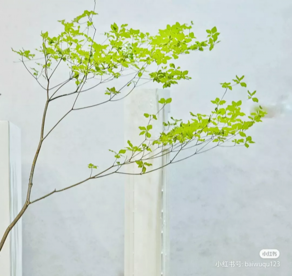 花材界的“愛馬仕”們,美貌自不必說,價格更是讓人服氣 花材界的“愛馬仕”們,美貌自不必說,價格更是讓人服氣