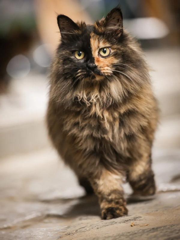 GFM天團首屆秋冬時裝秀,等你來圍觀 GFM天團首屆秋冬時裝秀,等你來圍觀